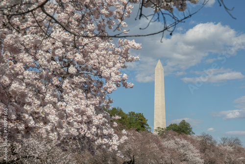 Cherry blossoms in Washington DC