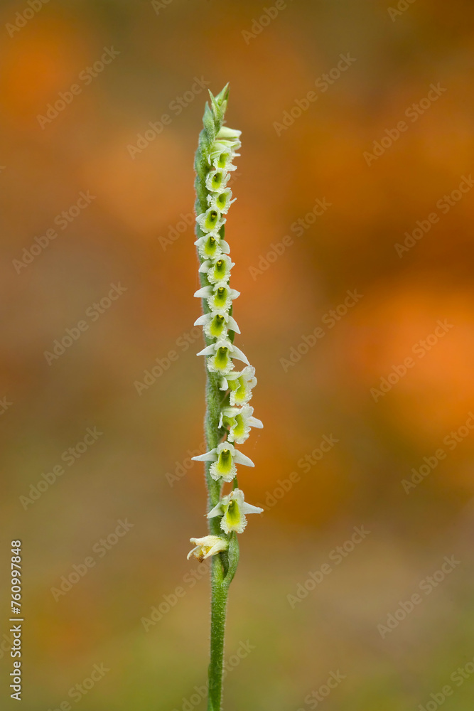 Orchid (Spiranthes spiralis) Lake Baratz. Sassari, Sardinia. Italy Orchid (Spiranthes spiralis) Lake Baratz. Sassari, Sardinia. Italy