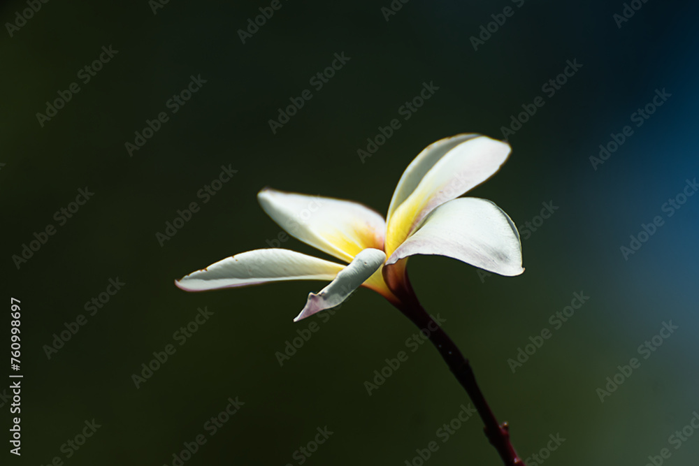 Photography of white flowers on a blurred background Photography of white flowers on a blurred background