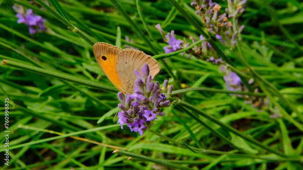 butterfly on a purple lavender on a green background collects nectar. 4k footage butterfly on a purple lavender on a green background collects nectar. 4k footage
