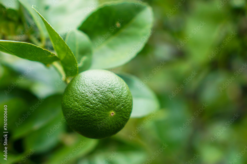 Lemon fruit in the garden with lemon leaves in the background, agricultural production concept, gardening Lemon fruit in the garden with lemon leaves in the background, agricultural production concept, gardening