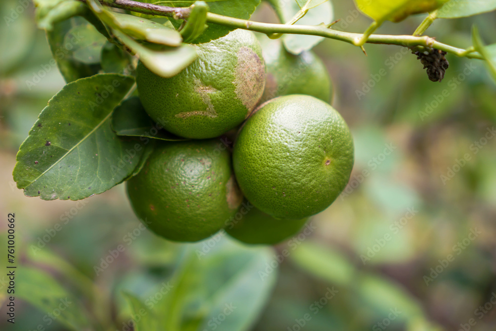 Lemon fruit in the garden with lemon leaves in the background, agricultural production concept, gardening Lemon fruit in the garden with lemon leaves in the background, agricultural production concept, gardening