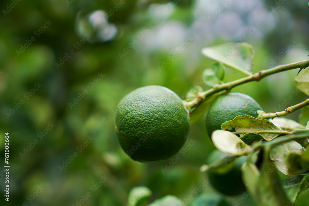 Lemon fruit in the garden with lemon leaves in the background, agricultural production concept, gardening