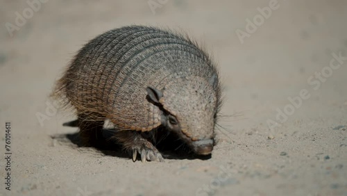 Lone Pygmy Armadillo Foraging In The Sand In Valdes Peninsula, Chubut Province, Argentina. - close up shot  photo