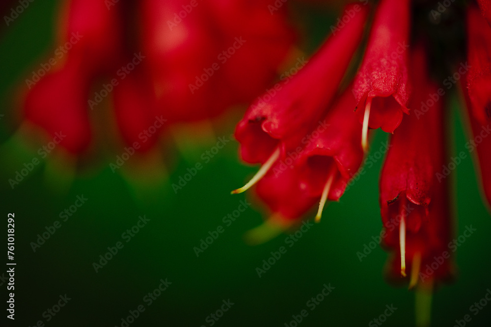 Fototapeta premium red flower