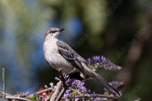 фотографія Closeup of a northern mockingbird