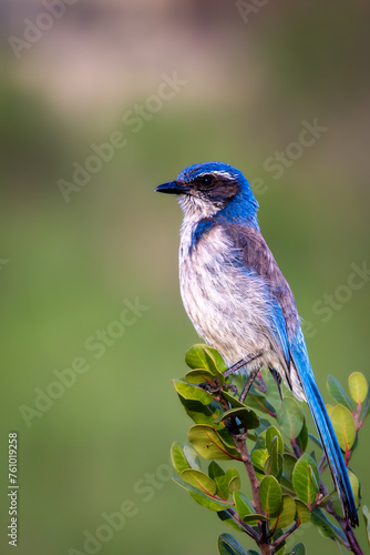 Closeup of a California Scrub Jay