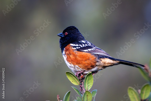 Closeup of a spotted towhee