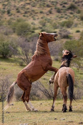 Wild horse stallions fiercely fighting in the Salt River Canyon desert area near Scottsdale Arizona United States
