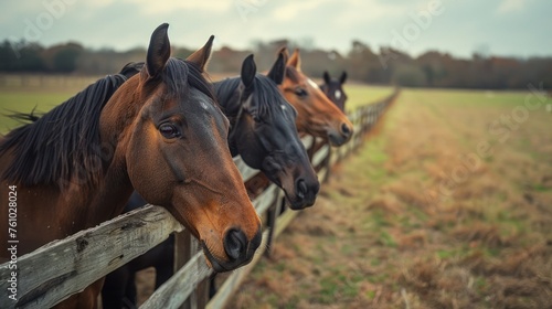 horses - horses putting their heads together - equestrian group - horses on a field behind a fence © sirisakboakaew
