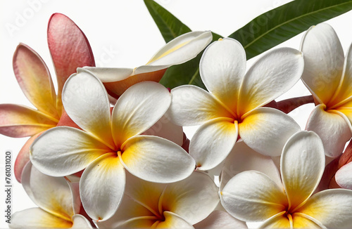 Tropical flowers frangipani  cut out on white background