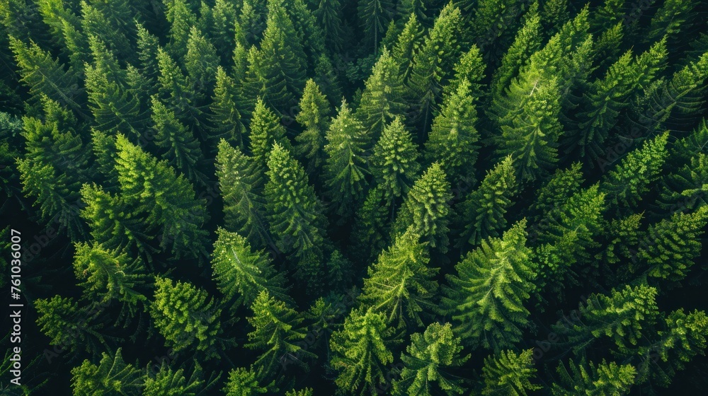 A dense forest filled with bright green pine trees. The forest looked lush and full of life. with a canopy of trees covering the sky A dense forest filled with bright green pine trees. The forest looked lush and full of life. with a canopy of trees covering the sky