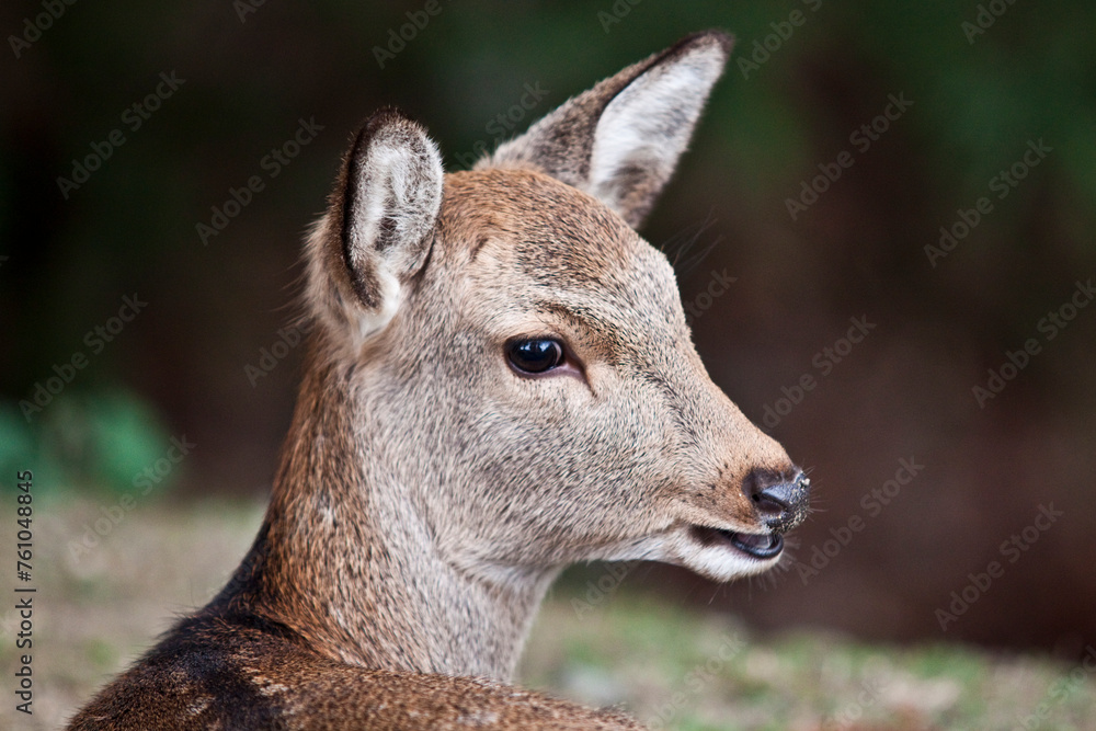 close up of a head of a deer