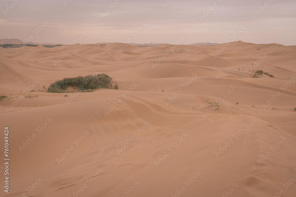 Horizontal image of the grass growing in the desert of Inner Mongolia, China