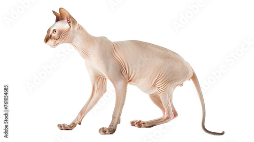 Hairless cat on a white background