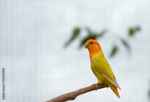 Image of Agapornis lilianae, a small parrot that is popular as a pet photo