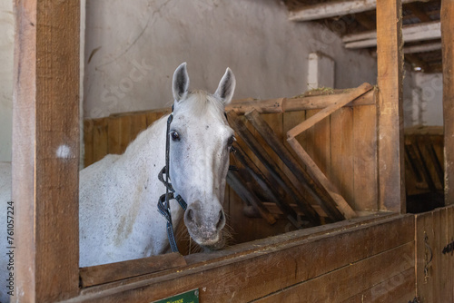 white horse showing its face in the barn of animal shelter in lviv