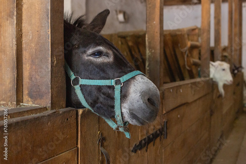 a black donkey showing its face from the barn in animal shelter in lviv © Yuichi Mori