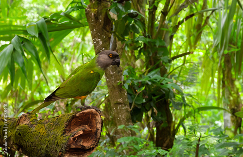 Image of Senegal parrot sitting on a tree in the forest photo