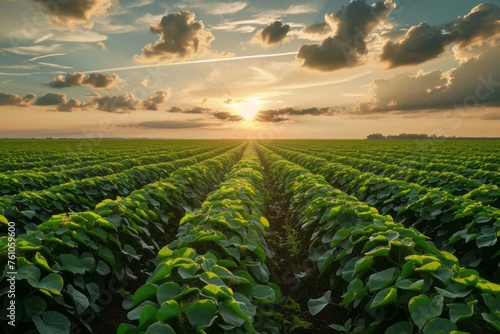 Early stage soy field with open field agriculture at sunset © STOCKAI