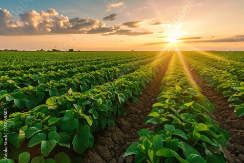 Early stage soy field with open field agriculture at sunset