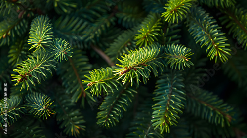 A festive and traditional green Christmas tree branches background  perfect for holiday and winter-themed designs and decorations.