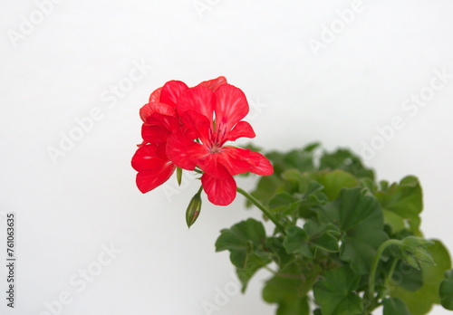 Geranium Peltatum, Ivy-leaf geranium, Hanging geranium with purple red flowers