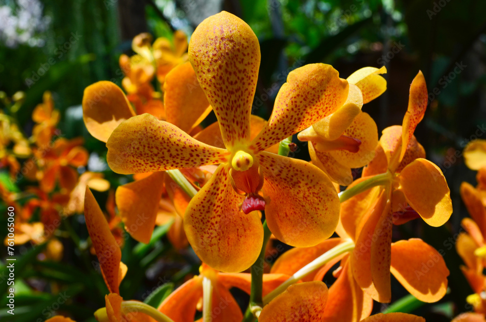 blooming orchid flower in a botanical garden in summer or spring time blooming orchid flower in a botanical garden in summer or spring time