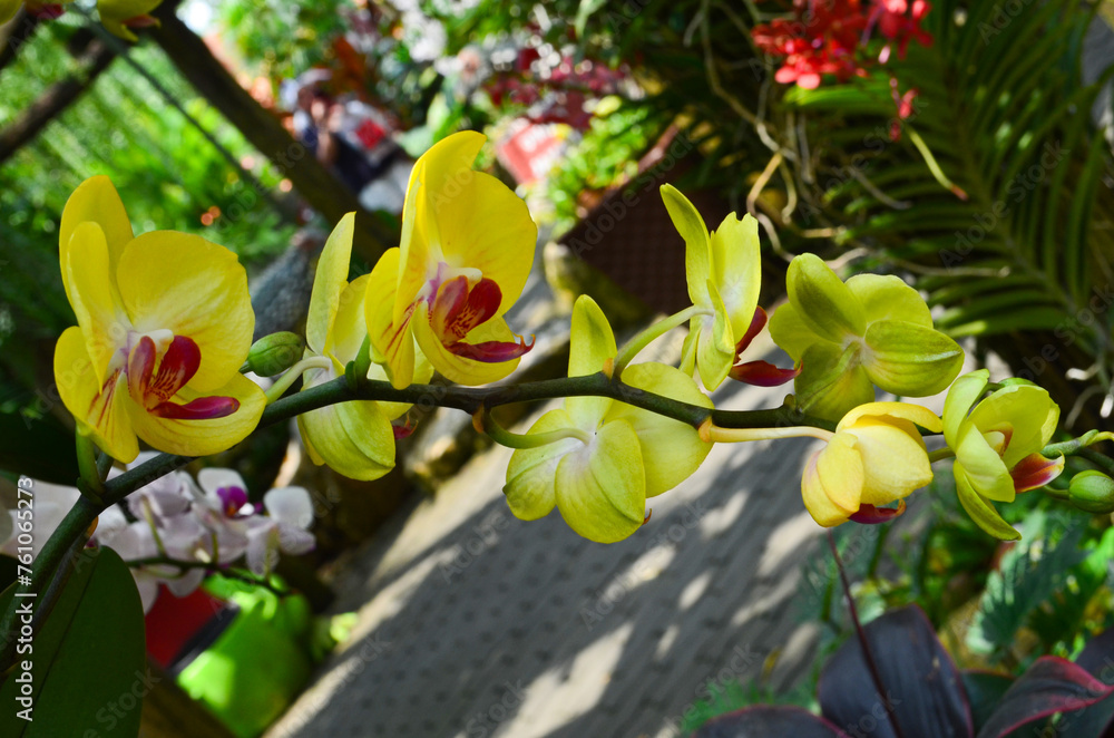 Obraz premium blooming orchid flower in a botanical garden in summer or spring time