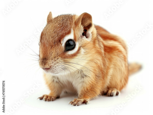 Adorable Chipmunk on White Background