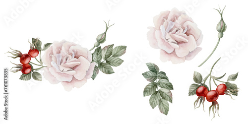Composition of pink rose hip flower with buds, leaves and red berries with isolates. Floral watercolor illustration