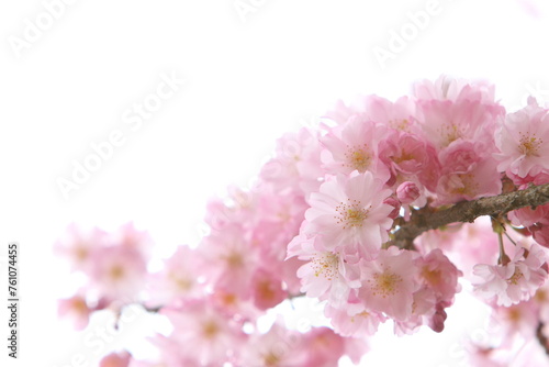 満開の八重紅彼岸桜のクローズアップ　白背景 © naname21