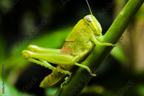 grasshopper on a leaf © Insan