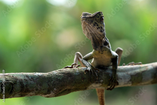 lizard, gonocephalus, angle head lizard, a gonocephalus lizard perched on a log