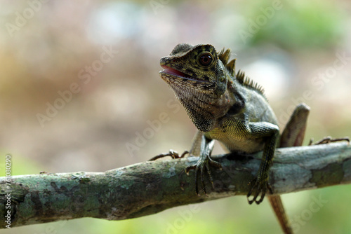 lizard  gonocephalus  angle head lizard  a gonocephalus lizard perched on a log