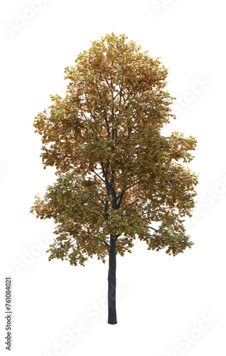 Maple tree in winter or autumn with alternating orange and yellow leaves, isolated, transparent background, 3D rendering.