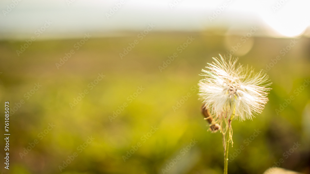 Nature background with a flower and blurry background
