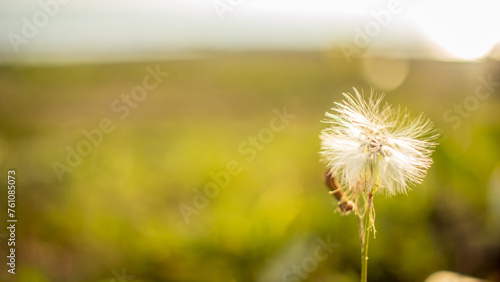 Nature background with a flower and blurry background © Johnster Designs