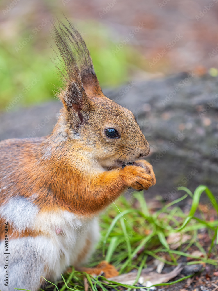 Close-up Portrait of Squirrel. Squirrel eats a nut while sitting in green grass. Close-up Portrait of Squirrel. Squirrel eats a nut while sitting in green grass.