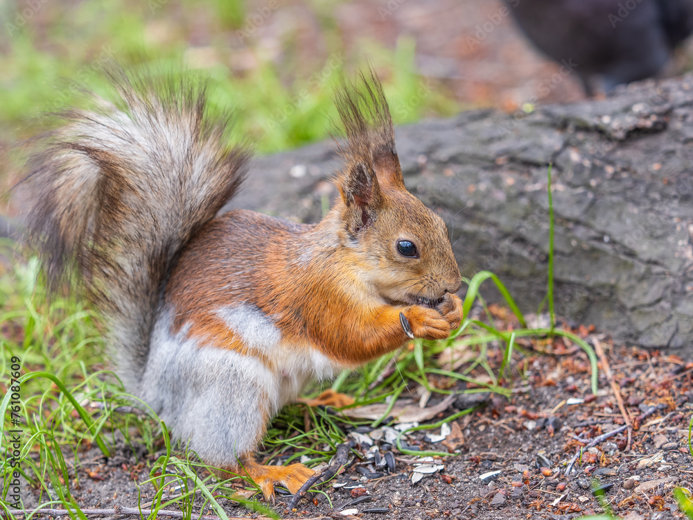 Close-up Portrait of Squirrel. Squirrel eats a nut while sitting in green grass.