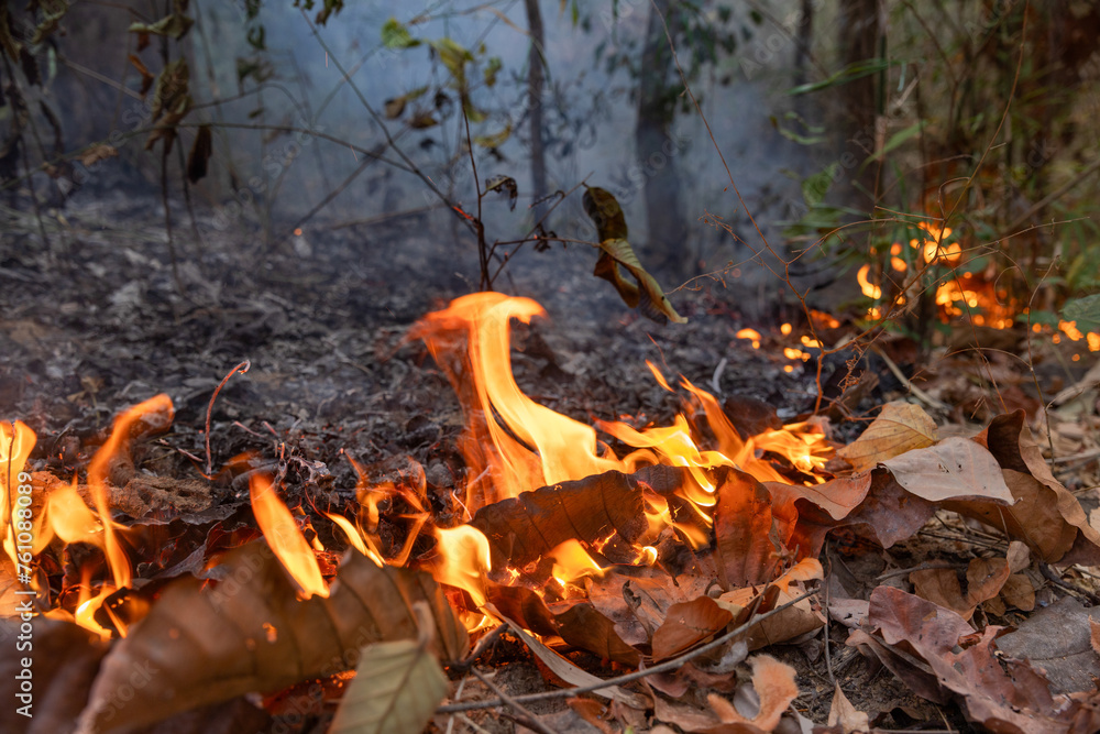 Bushfires in tropical forest release carbon dioxide (CO2) emissions and other greenhouse gases (GHG) that contribute to climate change. Bushfires in tropical forest release carbon dioxide (CO2) emissions and other greenhouse gases (GHG) that contribute to climate change.