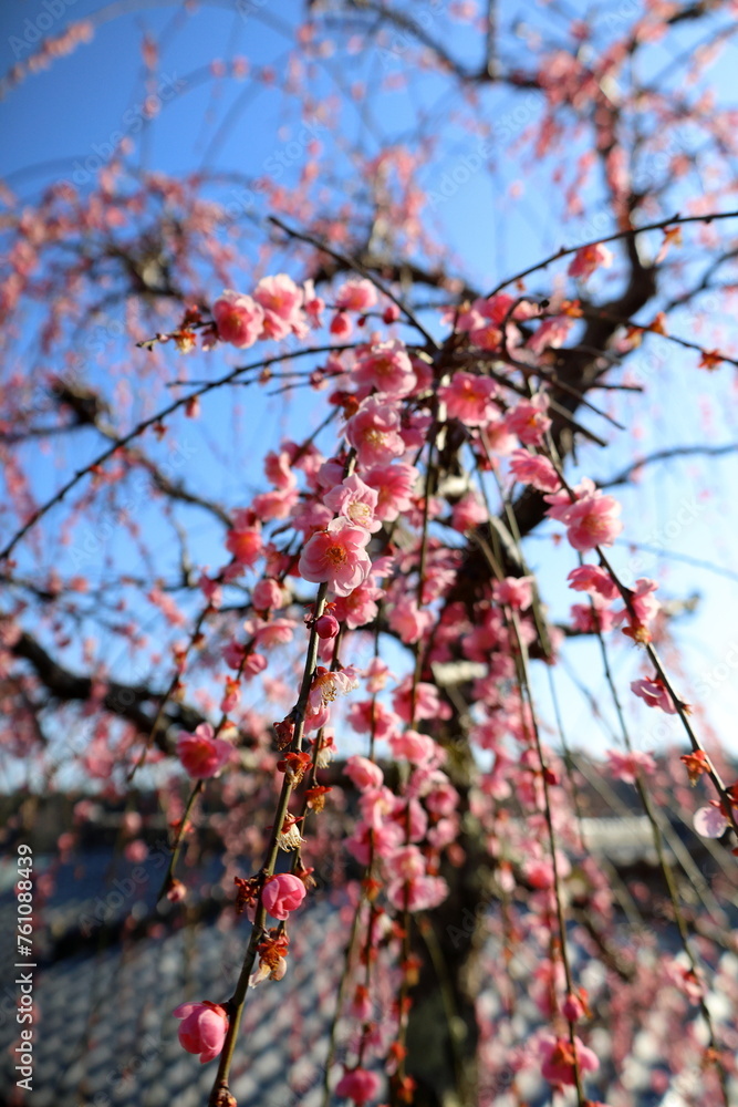 春 梅の花 梅の木 春 梅の花 梅の木