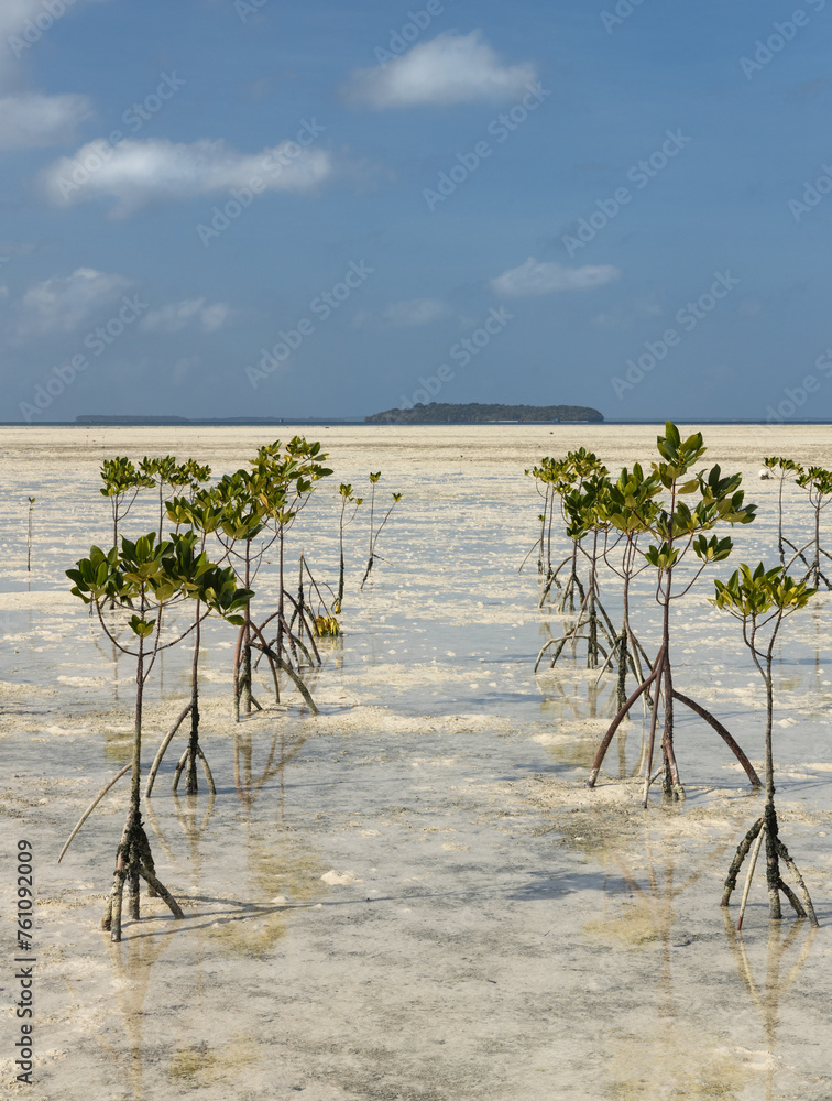 Young mangrove trees forest planted as an environmental conservation project at the coast of tropical island in Kei islands, Tual, Maluku