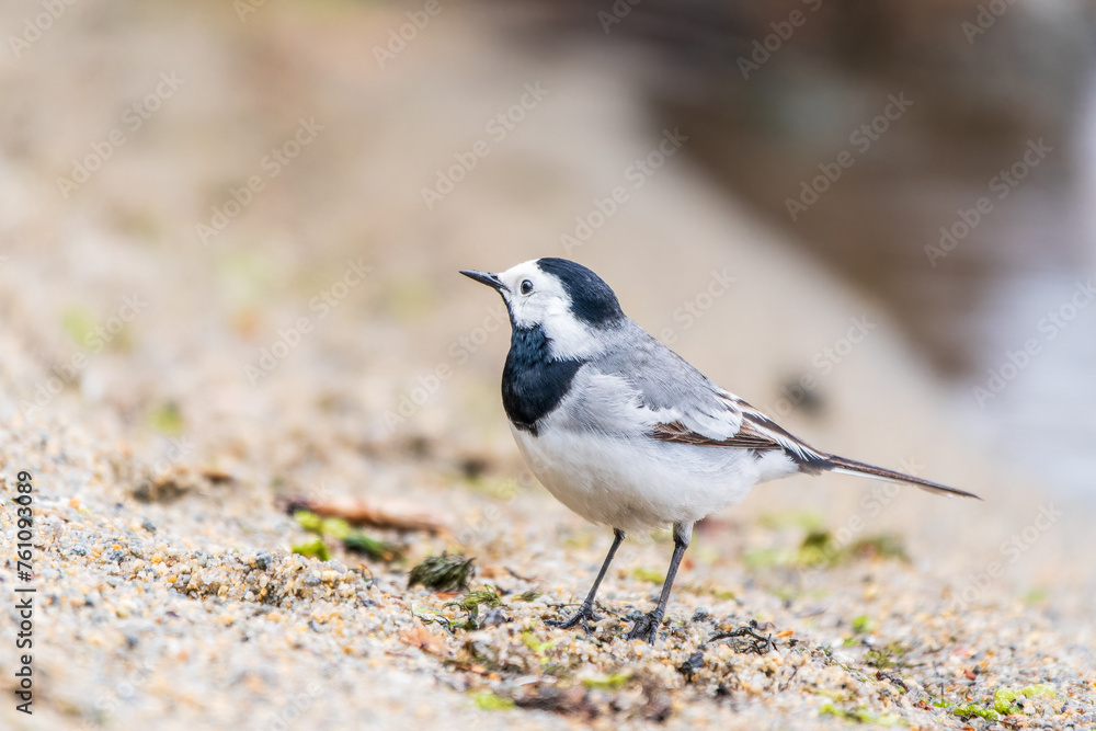 Wagtail sits on the ground with a beautiful blurred background. Wagtail sits on the ground with a beautiful blurred background.