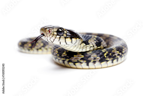 A portrait of a grass snake in a studio setting, isolated on a white background