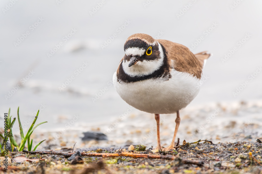 Little ringed plover (Charadrius dubius), bird standing on the lake shore Little ringed plover (Charadrius dubius), bird standing on the lake shore