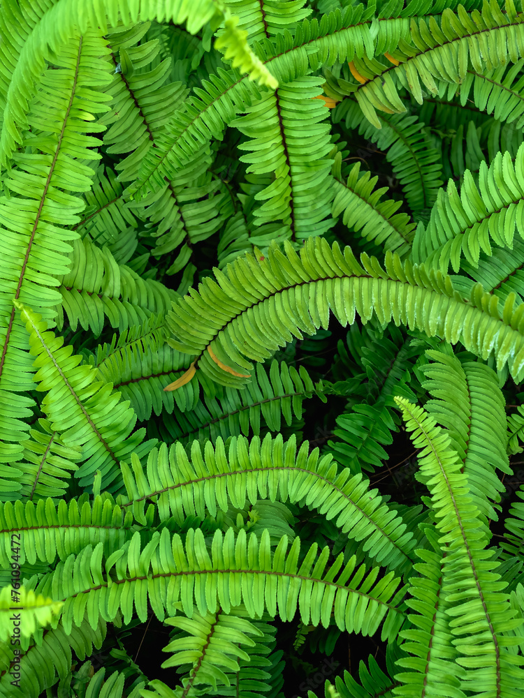 Abstract background of fresh ferns in garden. Beautiful ferns leaves green foliage natural floral fern background in sunlight. Pteridophyte or dryopteris fern. Common polypody (polypodium vulgare).
