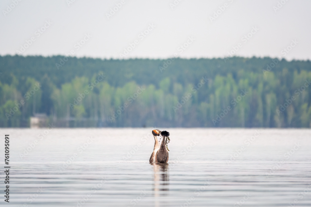 Mating games of two water birds Great Crested Grebes. Two waterfowl birds Great Crested Grebes swim in the lake with heart shaped silhouette Mating games of two water birds Great Crested Grebes. Two waterfowl birds Great Crested Grebes swim in the lake with heart shaped silhouette