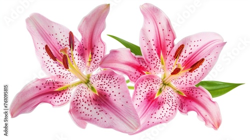 Two pink lily flowers. Isolated on white background