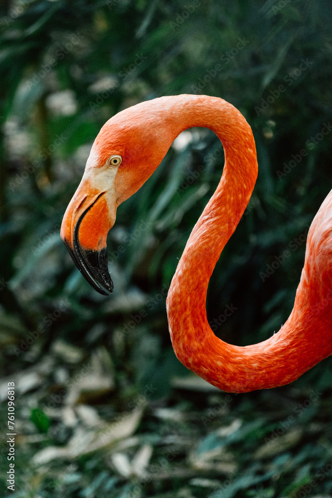 Fototapeta premium The elegant curve of a flamingo, its pink feathers vibrant against the green backdrop